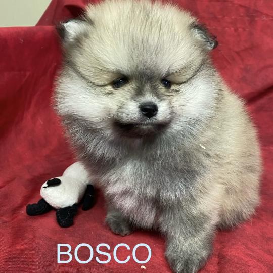 chiot Spitz allemand BOSCO spitz nain typé Poméranian à réserver Domaine de la Chantelaie