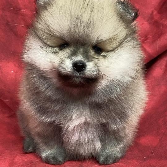 chiot Spitz allemand BOSCO spitz nain typé Poméranian à réserver Domaine de la Chantelaie