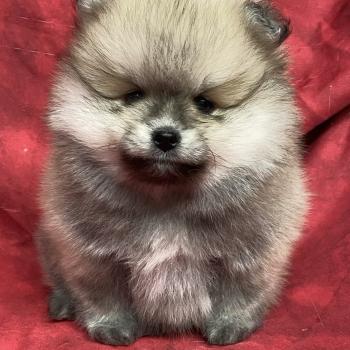 chiot Spitz allemand BOSCO spitz nain typé Poméranian à réserver Domaine de la Chantelaie