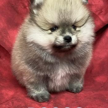 chiot Spitz allemand BOSCO spitz nain typé Poméranian à réserver Domaine de la Chantelaie