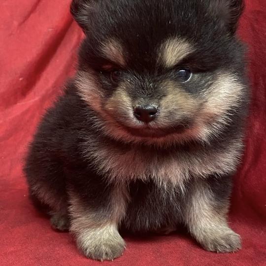 chiot Spitz allemand BUSTER spitz à réserver Domaine de la Chantelaie