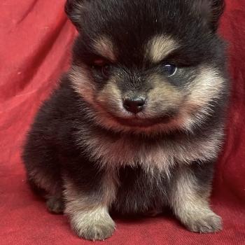 chiot Spitz allemand BUSTER spitz à réserver Domaine de la Chantelaie