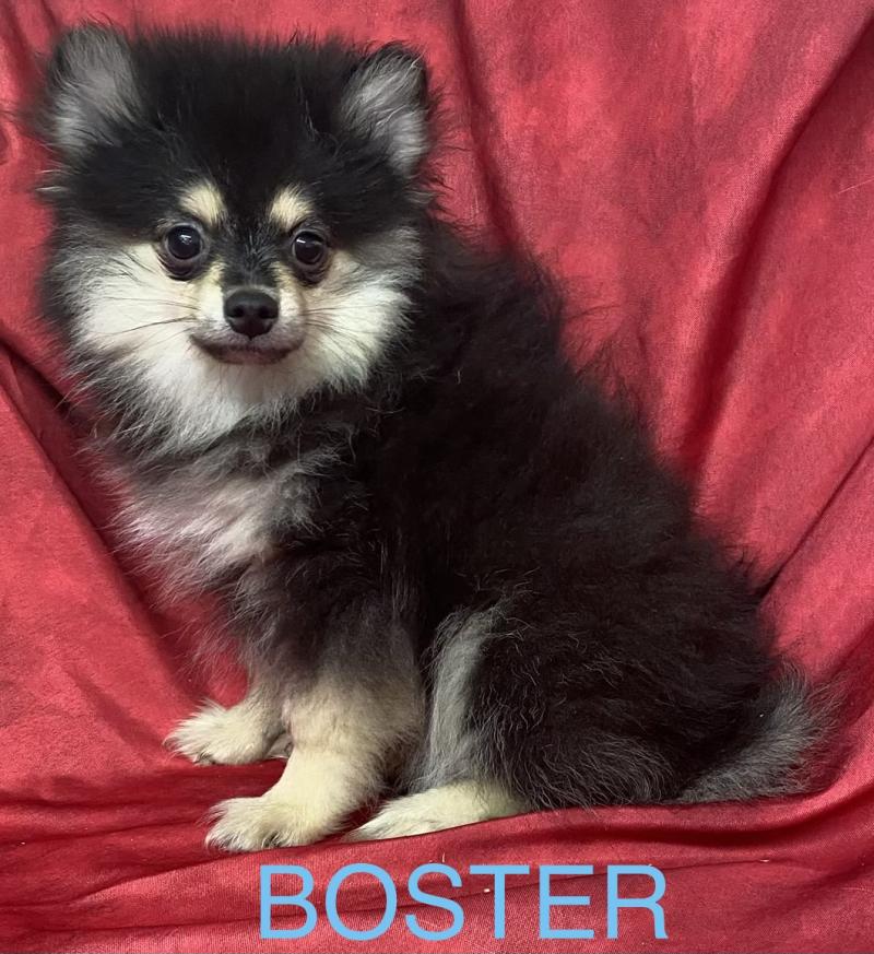 BUSTER spitz DISPONIBLE Mâle Spitz allemand