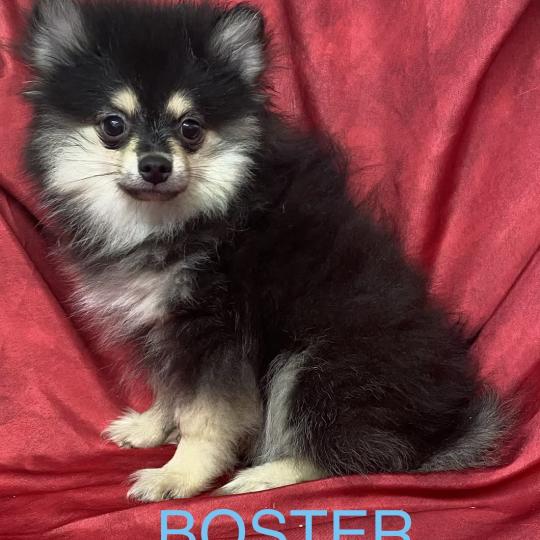 chiot Spitz allemand BUSTER spitz disponible Domaine de la Chantelaie