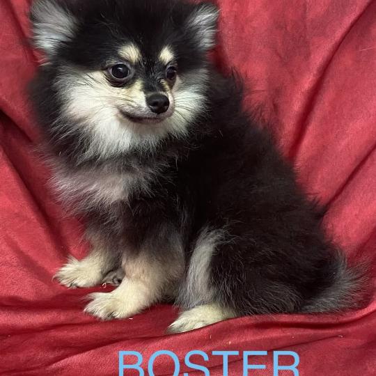 chiot Spitz allemand BUSTER spitz disponible Domaine de la Chantelaie
