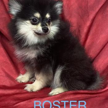 chiot Spitz allemand BUSTER spitz disponible Domaine de la Chantelaie