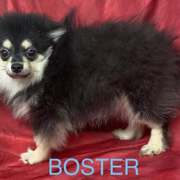 chiot Spitz allemand BUSTER spitz disponible Domaine de la Chantelaie