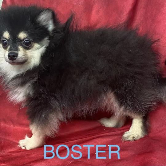 chiot Spitz allemand BUSTER spitz disponible Domaine de la Chantelaie