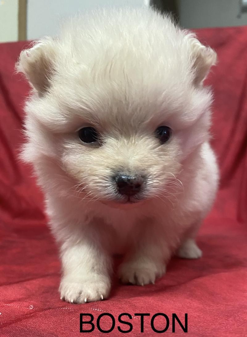 BOSTON spitz à réserver Mâle Spitz allemand