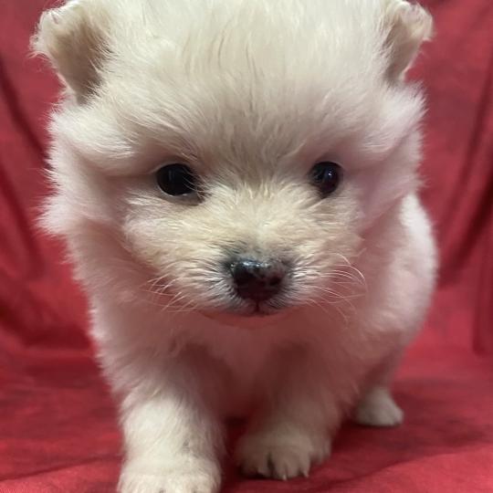 chiot Spitz allemand BOSTON spitz à réserver Domaine de la Chantelaie