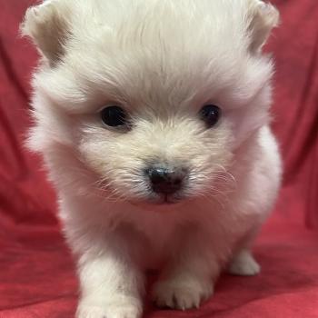 chiot Spitz allemand BOSTON spitz à réserver Domaine de la Chantelaie