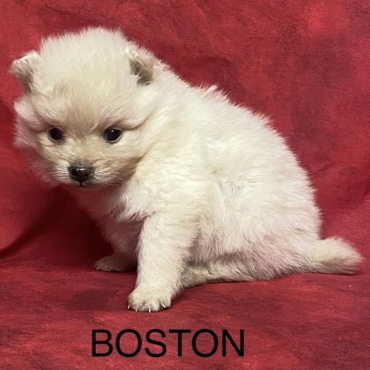 chiot Spitz allemand BOSTON spitz à réserver Domaine de la Chantelaie
