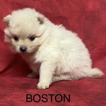 chiot Spitz allemand BOSTON spitz à réserver Domaine de la Chantelaie