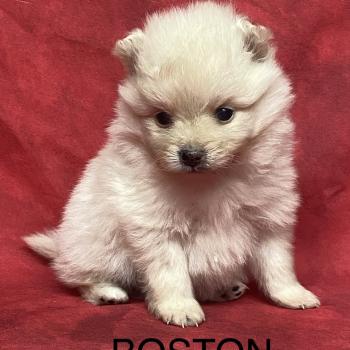 chiot Spitz allemand BOSTON spitz à réserver Domaine de la Chantelaie