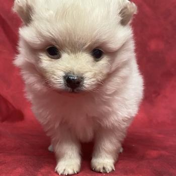 chiot Spitz allemand BOSTON spitz à réserver Domaine de la Chantelaie