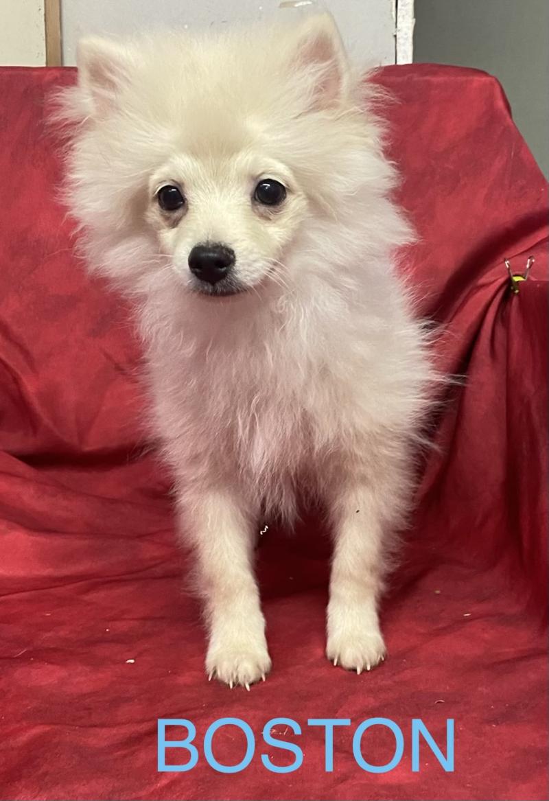 BOSTON spitz DISPONIBLE Mâle Spitz allemand