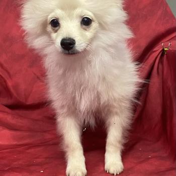 chiot Spitz allemand BOSTON spitz nain disponible Domaine de la Chantelaie