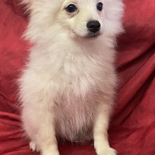 chiot Spitz allemand BOSTON spitz nain disponible Domaine de la Chantelaie