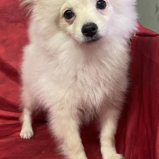 chiot Spitz allemand BOSTON spitz nain disponible Domaine de la Chantelaie