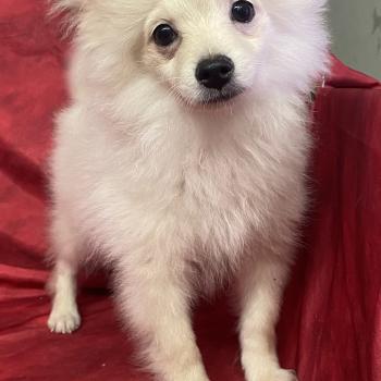 chiot Spitz allemand BOSTON spitz nain disponible Domaine de la Chantelaie