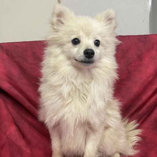 BOSTON spitz DISPONIBLE Mâle Spitz allemand