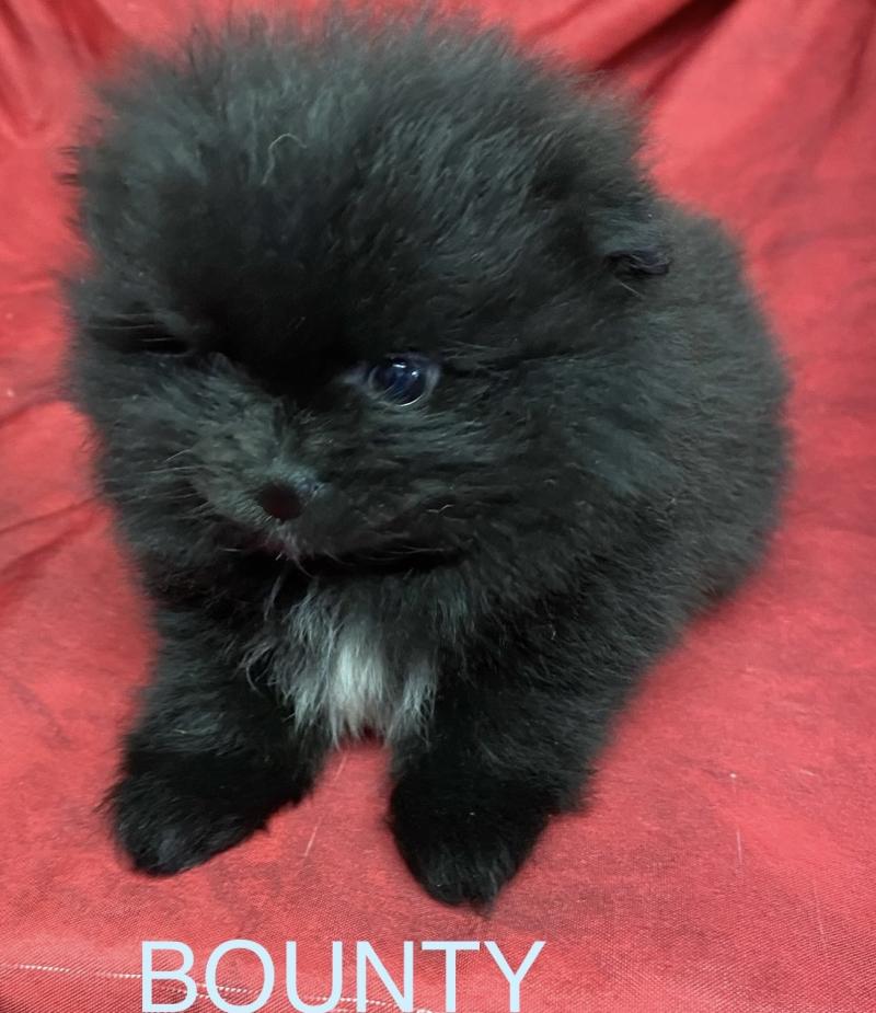 BOUNTY spitz nain typé Poméranian à réserver Mâle Spitz allemand