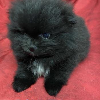 chiot Spitz allemand BOUNTY spitz nain typé Poméranian à réserver Domaine de la Chantelaie