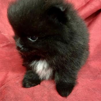 chiot Spitz allemand BOUNTY spitz nain typé Poméranian à réserver Domaine de la Chantelaie