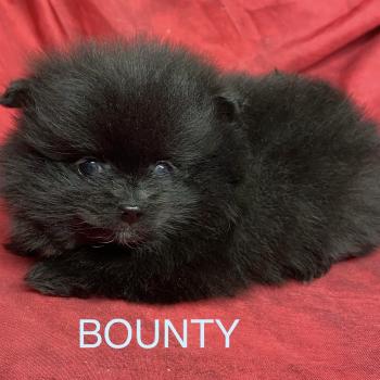 chiot Spitz allemand BOUNTY spitz nain typé Poméranian à réserver Domaine de la Chantelaie