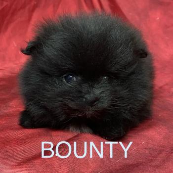 chiot Spitz allemand BOUNTY spitz nain typé Poméranian à réserver Domaine de la Chantelaie