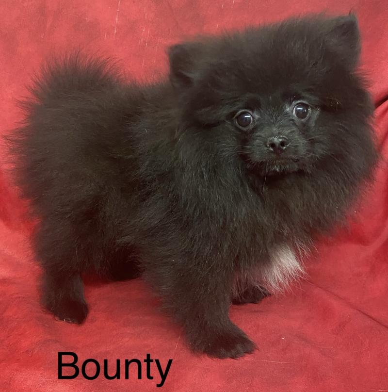 BOUNTY spitz nain typé Poméranian DISPONIBLE Mâle Spitz allemand