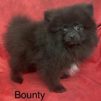 chiot Spitz allemand BOUNTY spitz nain typé Poméranian DISPONIBLE Domaine de la Chantelaie