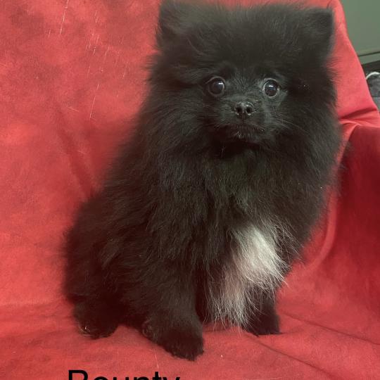 chiot Spitz allemand BOUNTY spitz nain typé Poméranian DISPONIBLE Domaine de la Chantelaie