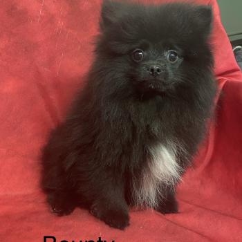chiot Spitz allemand BOUNTY spitz nain typé Poméranian DISPONIBLE Domaine de la Chantelaie