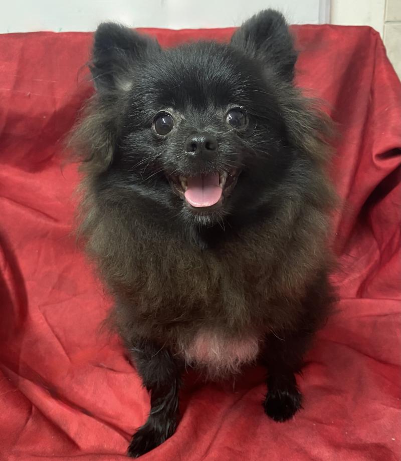 BOUNTY spitz DISPONIBLE Mâle Spitz allemand