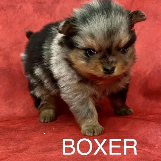 BOXER spitz à réserver Mâle Spitz allemand