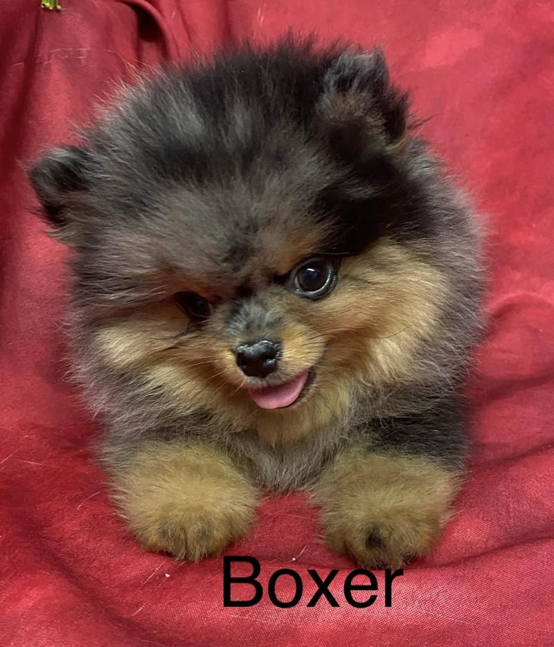 BOXER spitz DISPONIBLE Mâle Spitz allemand