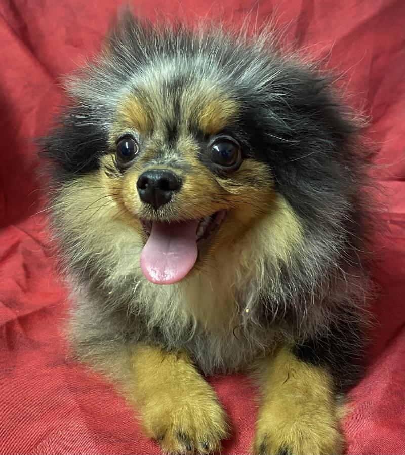 BOXER spitz DISPONIBLE Mâle Spitz allemand