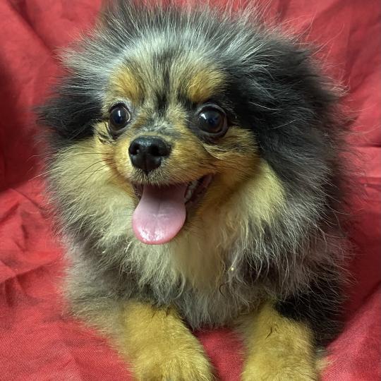BOXER spitz DISPONIBLE Mâle Spitz allemand