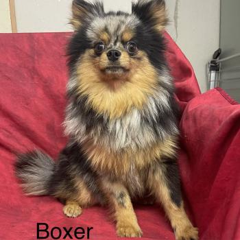 chiot Spitz allemand BOXER spitz DISPONIBLE Domaine de la Chantelaie