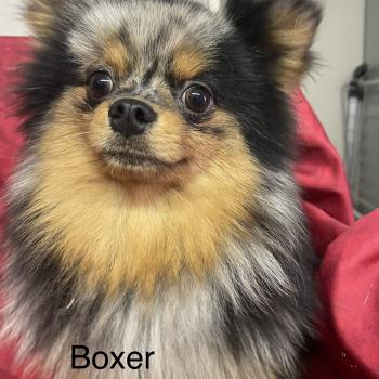 chiot Spitz allemand BOXER spitz DISPONIBLE Domaine de la Chantelaie