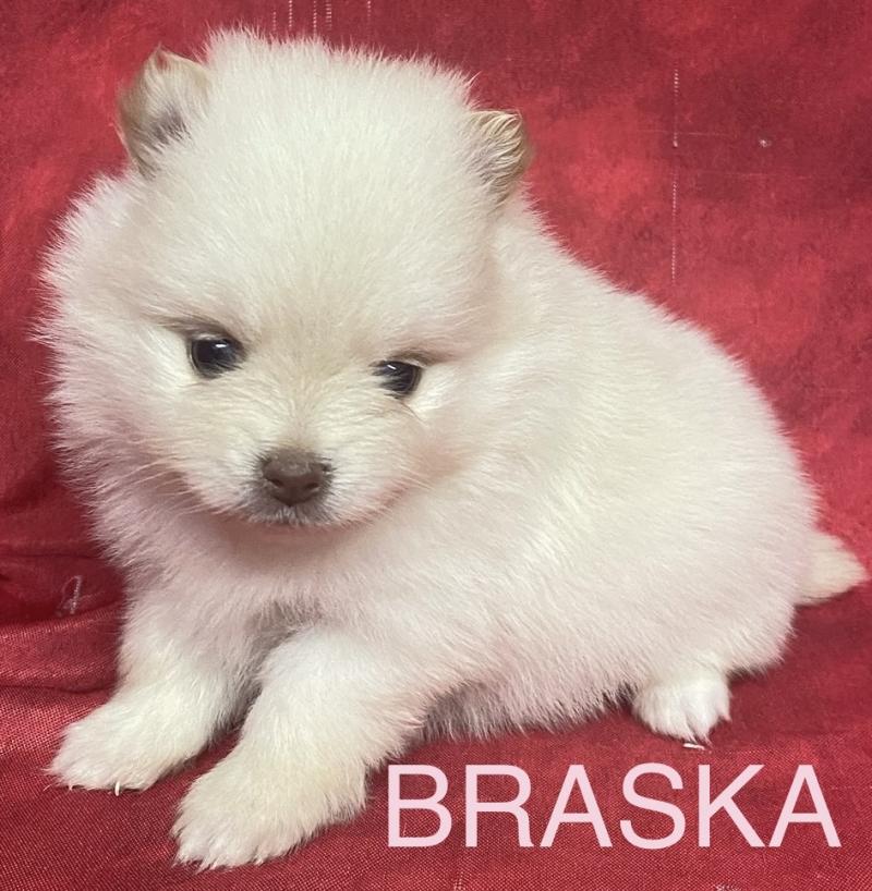 BRASKA spitz à réserver Femelle Spitz allemand