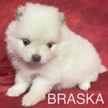 chiot Spitz allemand BRASKA spitz à réserver Domaine de la Chantelaie
