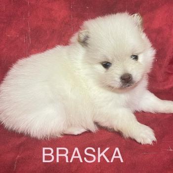 chiot Spitz allemand BRASKA spitz à réserver Domaine de la Chantelaie