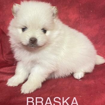 chiot Spitz allemand BRASKA spitz à réserver Domaine de la Chantelaie
