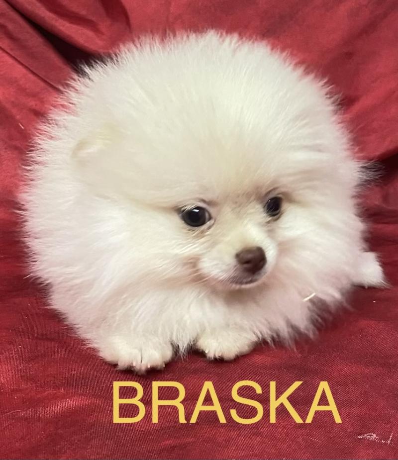 BRASKA spitz nain DISPONIBLE Femelle Spitz allemand