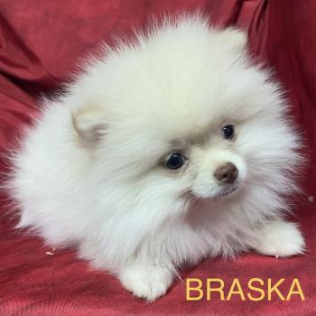chiot Spitz allemand BRASKA spitz disponible Domaine de la Chantelaie