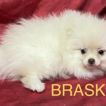 chiot Spitz allemand BRASKA spitz disponible Domaine de la Chantelaie