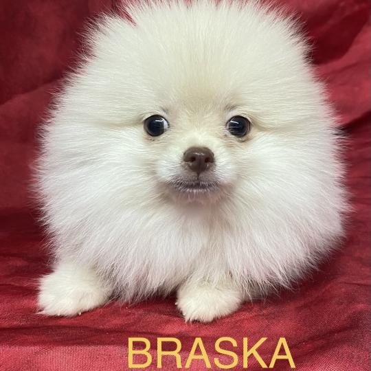 chiot Spitz allemand BRASKA spitz disponible Domaine de la Chantelaie