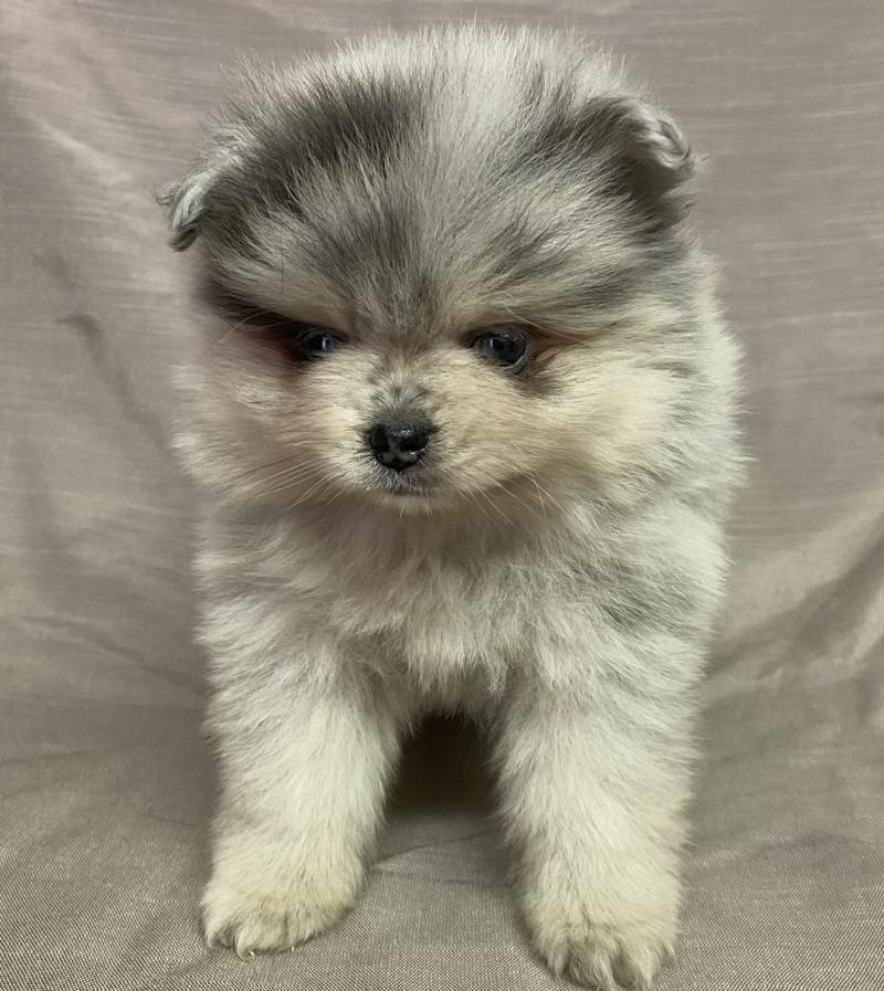 BRINDA spitz naine disponible Femelle Spitz allemand